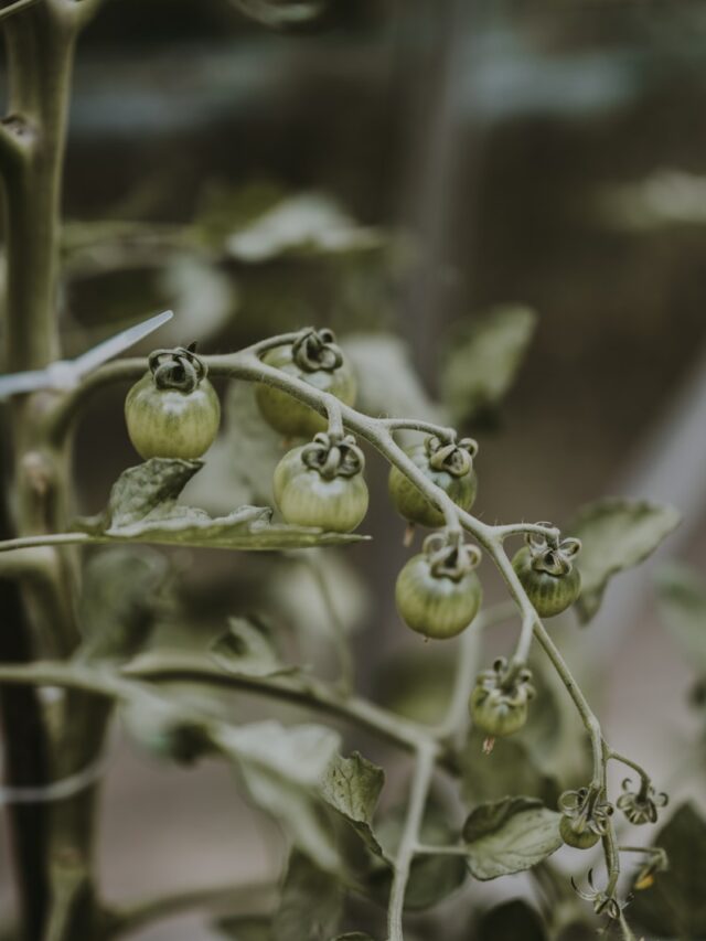 What to Do with Green Tomatoes – 9 Delicious Ideas!