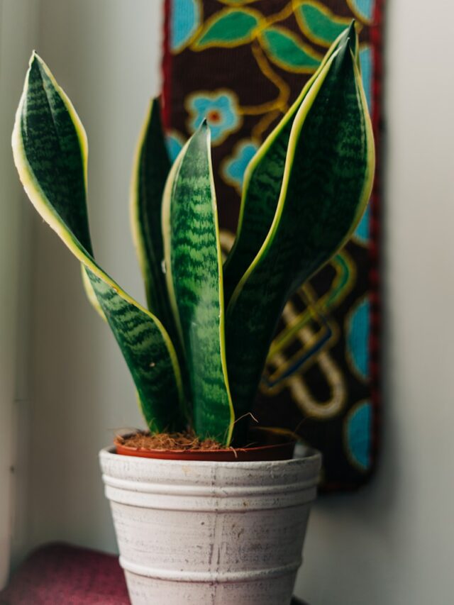 Winter special: 8 indoor plants that need minimal sunlight