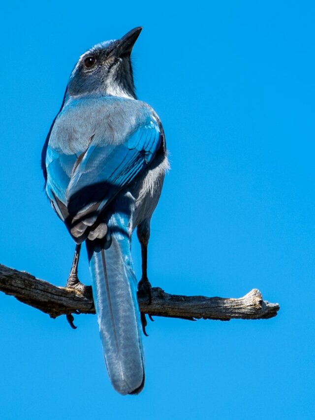 8 Plants That Attract Beautiful Bluebirds to Your Yard