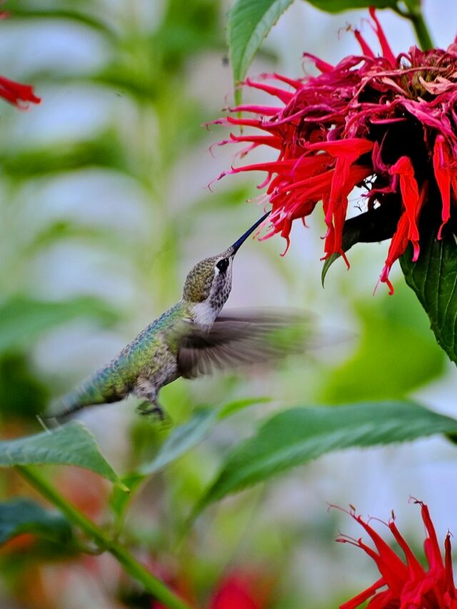 Why You Should Reconsider Planting A Hummingbird Tree, Despite Its Beauty