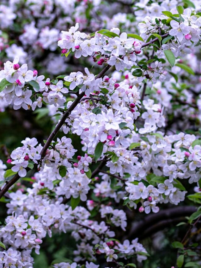 Here’s A Lovely Easy-To-Grow Ornamental Tree That’ll Have Birds Flocking To Your Yard