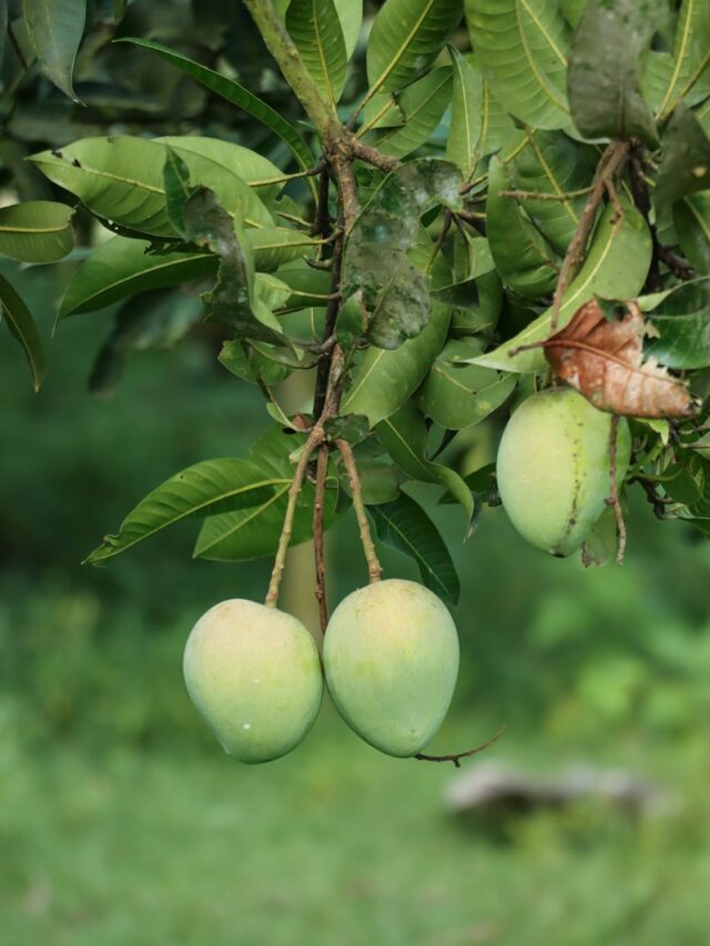 Descubre el poder del té de hojas de mango