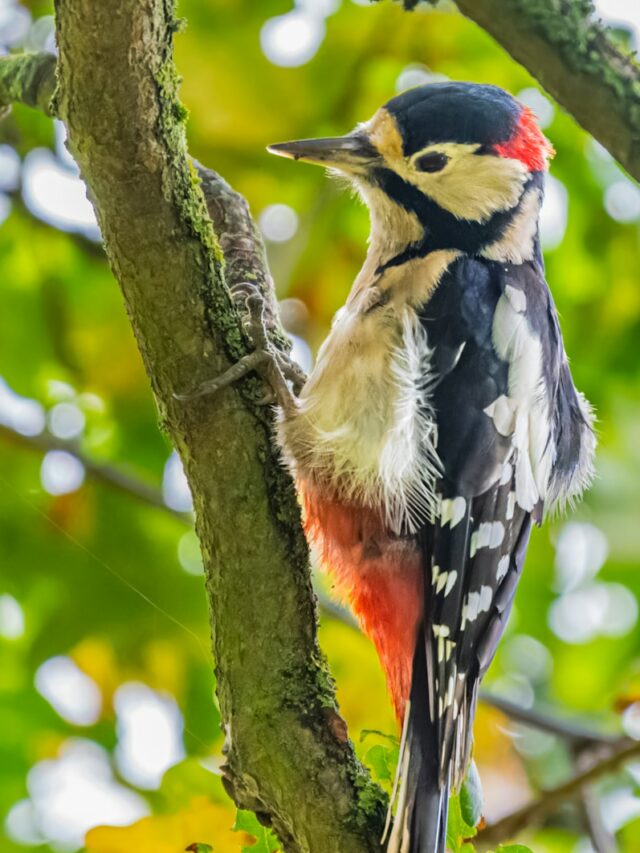 10 Reasons Why the Pileated Woodpecker Should Be Your New Favorite Bird