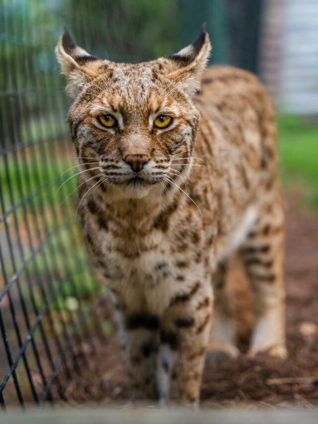 Bobcats Are Making a Comeback—And They Might Be Protecting Us From Disease