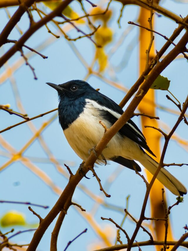 Discover 11 Beautiful Yellow and Black Birds